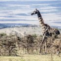 TZA ARU Ngorongoro 2016DEC23 064 : 2016, 2016 - African Adventures, Africa, Arusha, Date, December, Eastern, Month, Ngorongoro, Places, Tanzania, Trips, Year